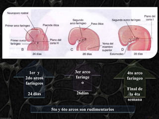 1er y                 3er arco                4to arco
2do arcos               farínge                 faríngeo
faríngeos                  o
                                                Final de
 24 días                 26días                  la 4ta
                                                semana

            5to y 6to arcos son rudimentarios
 