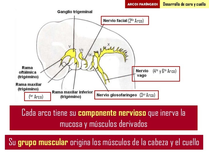 Arcos Faríngeos II