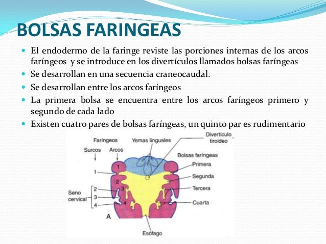 Arcos faringeos y paladar hendido