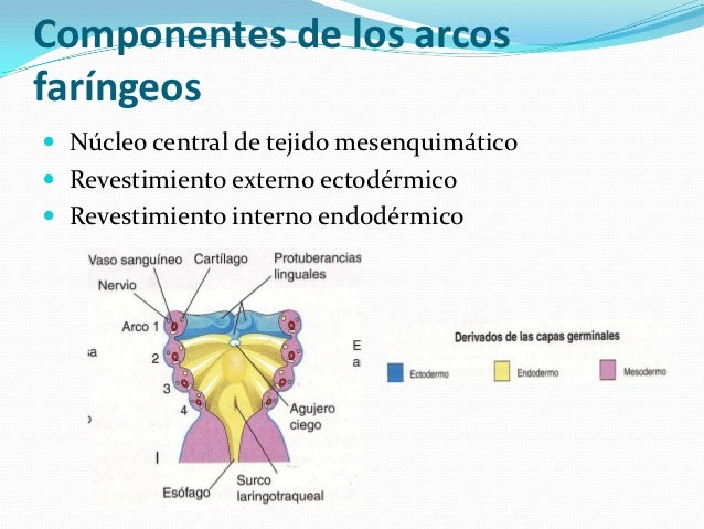 Arcos faringeos y paladar hendido