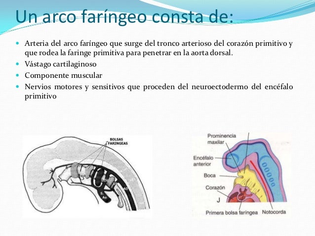 Arcos faringeos y paladar hendido