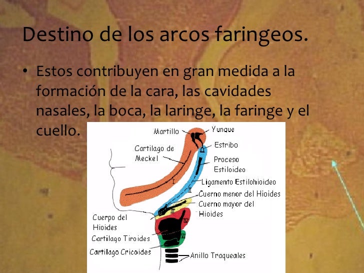 Arcos faríngeos