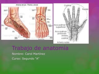 Trabajo de anatomía
Nombre: Carol Martínez
Curso: Segundo “A”
 