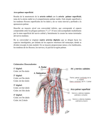 Arco palmar superficial.
Resulta de la anastomosis de la arteria cubital con la arteria palmar superficial,
rama de la arteria radial en el compartimiento palmar medio. Está situado superficial a
los tendones flexores superficiales de los dedos y de su vaina sinovial y profundo a la
aponeurosis palmar.
Describe un trayecto ojival con convexidad inferior, que corresponde al espacio
comprendido entre los pliegues palmares 1º y 2º. El arco está acompañado medialmente
por la rama superficial del nervio cubital y lateralmente lo cruzan las ramas terminales
del nervio mediano.
De su convexidad se originan cuatro arterias digitales que se dirigen hacia los
espacios interdigitales, por delante de los espacios interóseos del metacarpo, donde se
dividen (excepto la más medial). En su trayecto proporcionan ramos a los lumbricales,
los tendones de los flexores, los nervios y la piel de la región palmar.
Colaterales: Descendentes
1º digital:
Colat. int 5to dedo
2º digital:
Colat. ext 5to dedo
Colat. int 4er dedo
3º digital:
Colat. ext 4er dedo
Colat. int 3do dedo
4º digital:
Colat. ext 3to dedo
Colat. int 2 dedo
 