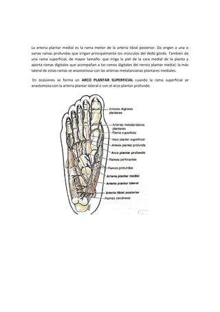 La arteria plantar medial es la rama menor de la arteria tibial posterior. Da origen a una o
varias ramas profundas que irrigan principalmente los músculos del dedo gordo. También da
una rama superficial, de mayor tamaño: que irriga la piel de la cara medial de la planta y
aporta ramas digitales que acompañan a los ramos digitales del nervio plantar medial; la más
lateral de estas ramas se anastomosa con las arterias metatarsianas pIantares mediales.
En ocasiones se forma un ARCO PLANTAR SUPERFICIAL cuando la rama superficial se
anastomosa con la arteria plantar lateral o con el arco plantar profundo.
 
