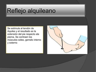 Reflejo alquileano
Se estimula al tendón de
Aquiles y el resultado es la
extensión del pie respecto ala
pierna. Se contraen los
músculos soleo, gemelo interno
y externo
