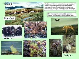Plant communites are adapted to strong winds and soil disturbance from frost heave (when the soil freezes and thaws. They photosynthesise at low temperatures, low light  and long periods of daylight The landscape is dominated by grasses, flowers, mosses and lichen and a few trees Wolf Musk Ox Caribou Tundra 2 Permafrost 