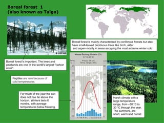 Boreal forest  1 (also known as Taiga) Boreal forest is important. The trees and peatlands are one of the world's largest "carbon sinks“.  Boreal forest is mainly characterised by coniferous forests but also have small-leaved deciduous trees like birch, alder and aspen mostly in areas escaping the most extreme winter cold Harsh climate with a large temperature range, from −50 °C to 30 °C through the year. The summers, are short, warm and humid. Reptiles  are rare because of cold temperatures For much of the year the sun does not rise far above the horizon. Winters lasts 6 months, with average temperatures below freezing. 