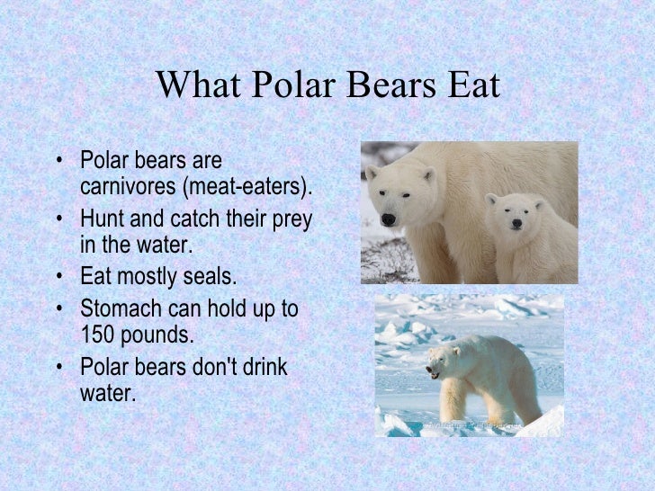 How Do Polar Bears Drink Water How Do Polar Bears Drink Water