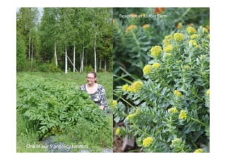 One of our 9 angelica farmers
Roseroot	
  at	
  Kivioja	
  Farm	
  
 