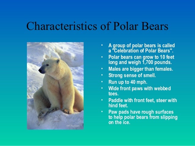 Arctic animals