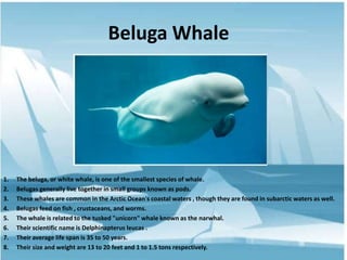 Beluga Whale
1. The beluga, or white whale, is one of the smallest species of whale.
2. Belugas generally live together in small groups known as pods.
3. These whales are common in the Arctic Ocean's coastal waters , though they are found in subarctic waters as well.
4. Belugas feed on fish , crustaceans, and worms.
5. The whale is related to the tusked "unicorn" whale known as the narwhal.
6. Their scientific name is Delphinapterus leucas .
7. Their average life span is 35 to 50 years.
8. Their size and weight are 13 to 20 feet and 1 to 1.5 tons respectively.
 