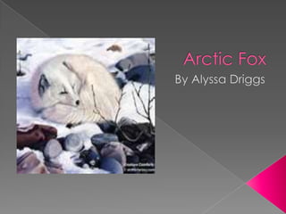 Arctic Fox By Alyssa Driggs 