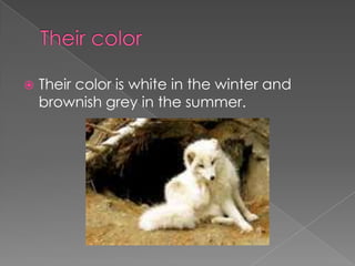 Their colorTheir color is white in the winter and brownish grey in the summer.