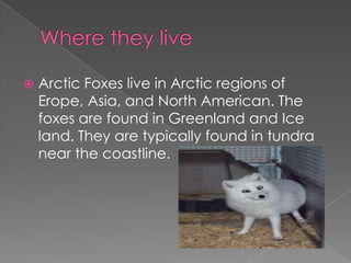 Where they liveArctic Foxes live in Arctic regions of Erope, Asia, and North American. The foxes are found in Greenland and Ice land. They are typically found in tundra near the coastline.