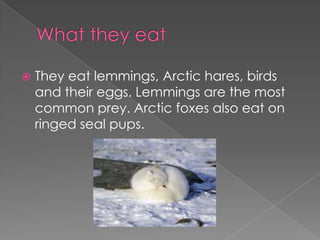 What they eatThey eat lemmings, Arctic hares, birds and their eggs. Lemmings are the most common prey. Arctic foxes also eat on ringed seal pups.