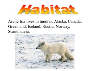 Arctic fox lives in tundras, Alaska, Canada,
Greenland, Iceland, Russia, Norway,
Scandinavia.
 