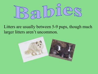 Litters are usually between 5-9 pups, though much
larger litters aren’t uncommon.
 