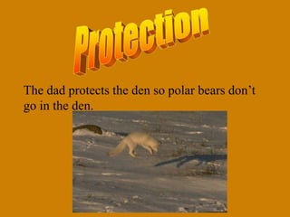 The dad protects the den so polar bears don’t
go in the den.
 