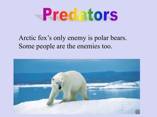 Arctic fox’s only enemy is polar bears.
Some people are the enemies too.
 