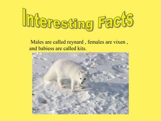 Males are called reynard , females are vixen ,
and babiess are called kits.
 