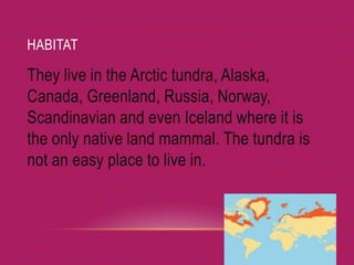 HABITAT

They live in the Arctic tundra, Alaska,
Canada, Greenland, Russia, Norway,
Scandinavian and even Iceland where it is
the only native land mammal. The tundra is
not an easy place to live in.
 
