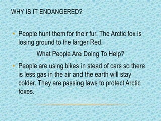 WHY IS IT ENDANGERED?


• People hunt them for their fur. The Arctic fox is
  losing ground to the larger Red.
         What People Are Doing To Help?
• People are using bikes in stead of cars so there
  is less gas in the air and the earth will stay
  colder. They are passing laws to protect Arctic
  foxes.
 