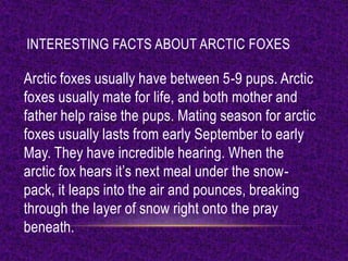 INTERESTING FACTS ABOUT ARCTIC FOXES

Arctic foxes usually have between 5-9 pups. Arctic
foxes usually mate for life, and both mother and
father help raise the pups. Mating season for arctic
foxes usually lasts from early September to early
May. They have incredible hearing. When the
arctic fox hears it’s next meal under the snow-
pack, it leaps into the air and pounces, breaking
through the layer of snow right onto the pray
beneath.
 