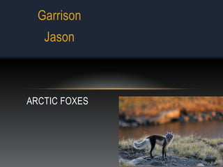 Garrison
   Jason



ARCTIC FOXES
 