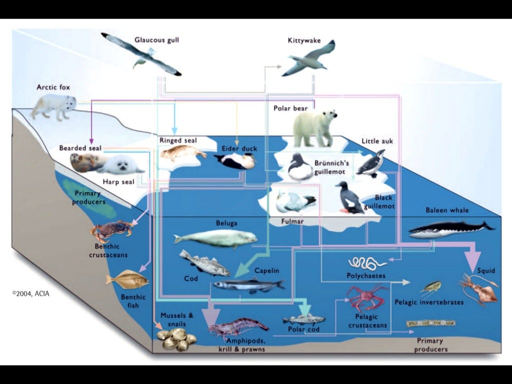 Artic or arctic picture
