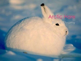 Arctic Hare Brook Chromy 