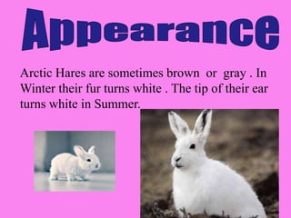 Arctic Hares are sometimes brown or gray . In
Winter their fur turns white . The tip of their ear
turns white in Summer.
 
