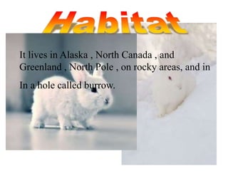 It lives in Alaska , North Canada , and
Greenland , North Pole , on rocky areas, and in
In a hole called burrow.
 