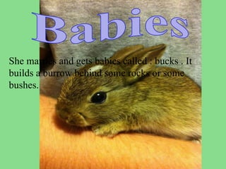 She marries and gets babies called : bucks . It
builds a burrow behind some rocks or some
bushes.
 