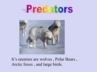 It’s enemies are wolves , Polar Bears ,
Arctic foxes , and large birds.
 