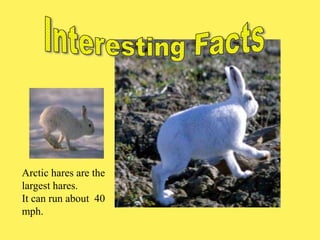 Arctic hares are the
largest hares.
It can run about 40
mph.
 