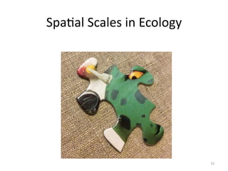 SpaMal	
  Scales	
  in	
  Ecology	
  
31	
  
 