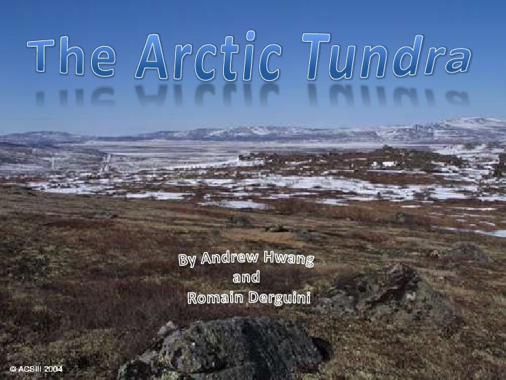 tundra essay tundra essay
