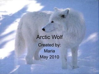Arctic Wolf Created by: Maria May 2010 