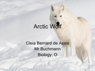 Arctic Wolf Cleia Bernard de Assis Mr.Buchmann Biology, O 