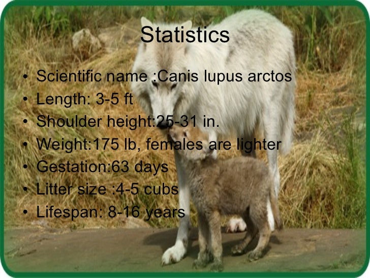 Cleia Bernard 0 Arctic Wolf