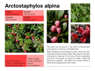 Arctostaphylos alpina
 