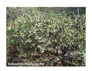 Arctostaphylos densiflora   web show