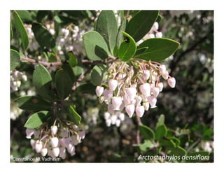 Arctostaphylos densiflora   web show