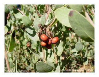 Arctostaphylos densiflora   web show