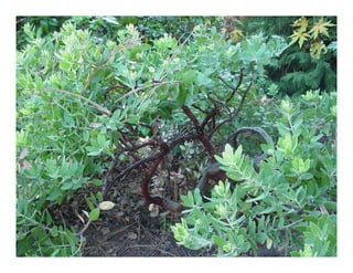 Arctostaphylos densiflora   web show
