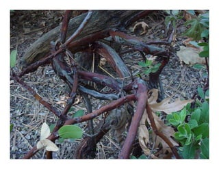 Arctostaphylos densiflora   web show