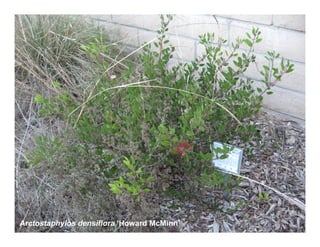 Arctostaphylos densiflora   web show