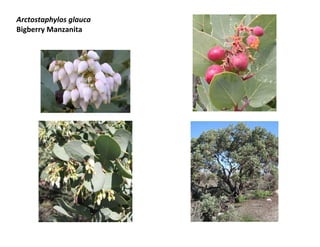 Arctostaphylos glauca
Bigberry Manzanita

 