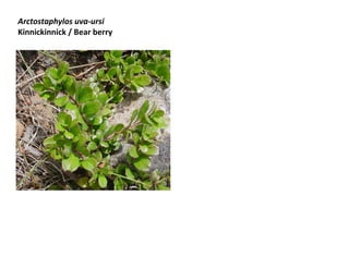 Arctostaphylos uva-ursi
Kinnickinnick / Bear berry

 